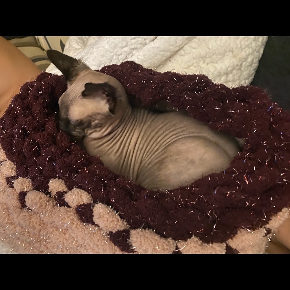 Pet bed - Picture 3 of 7